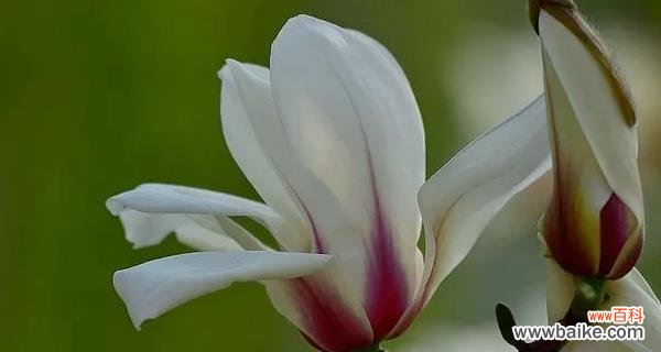 玉兰花 玉兰花的绽放之美——寓意与预兆