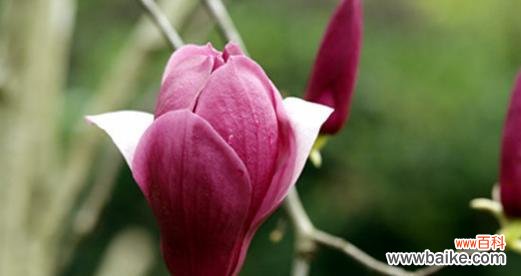 玉兰花 玉兰花的绽放之美——寓意与预兆