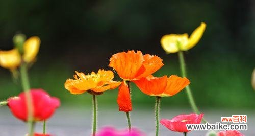 美丽的虞美人 虞美人花语的含义与诠释