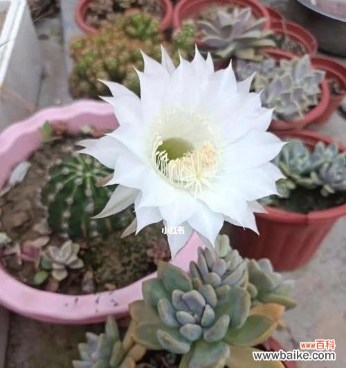 探究仙人球的象征意义与实用价值 仙人球