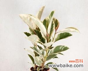 探寻橡皮树花语的深层含义 橡皮树花语