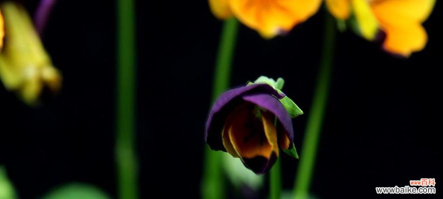 香堇花的花语和生命力 香堇花