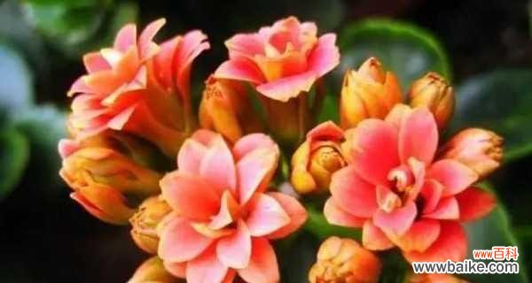 传承生命之花 长寿花的花语及意义