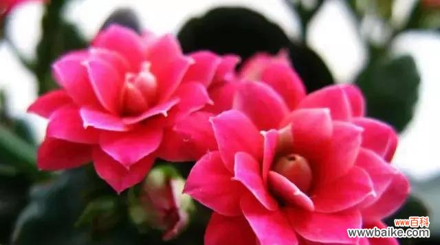 传承生命之花 长寿花的花语及意义