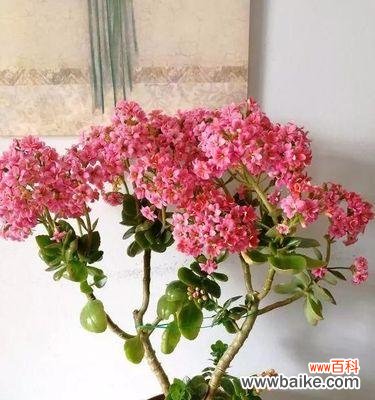 用心摘取长寿花的“心”——长寿花摘心的方法与禁忌 长寿花摘心的意义与方法