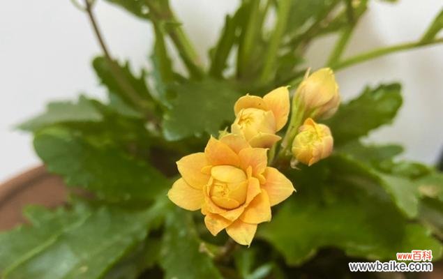 以爱心呵护长寿花 长寿花摘心的深层意义