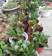 以爱心呵护长寿花 长寿花摘心的深层意义