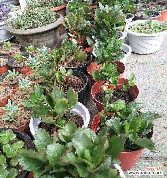 以爱心呵护长寿花 长寿花摘心的深层意义