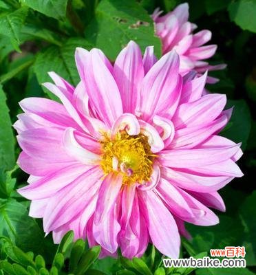 以什么花代表感谢 感恩之花——感谢的象征