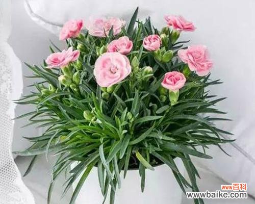 以什么花代表感谢 感恩之花——感谢的象征