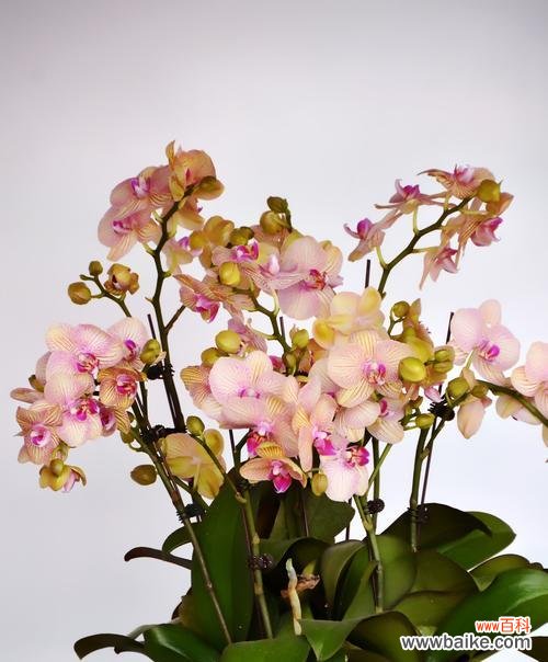 探寻兰花的象征意义与情感表达 兰花的寓意与花语