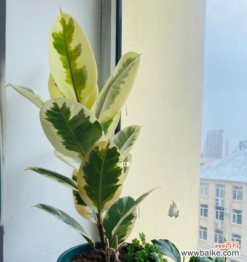 橡皮树的生命力与坚韧品质 橡皮树的象征意义