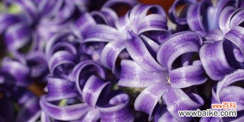 深情厚意 《风信子的花语》