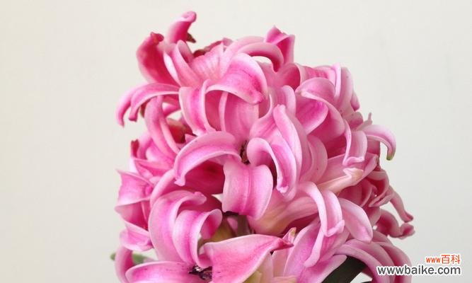 深情厚意 《风信子的花语》