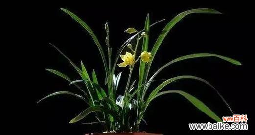 揭秘兰花的神秘面纱 探寻兰花的花语与寓意