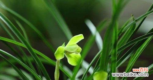 揭秘兰花的神秘面纱 探寻兰花的花语与寓意