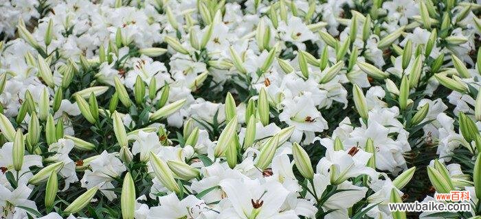 金色恒久 黄金霸百合