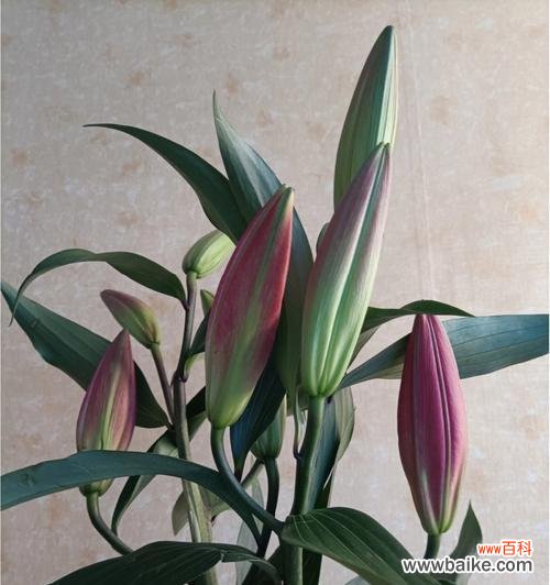 金色恒久 黄金霸百合