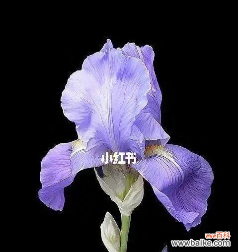 探寻鸢尾花的美丽意义 鸢尾花——花语的传递