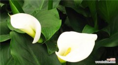 美丽而坚韧——马蹄莲的花语与寓意 马蹄莲的象征意义