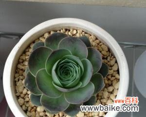 探索山地玫瑰的花语与意义 山地玫瑰花语