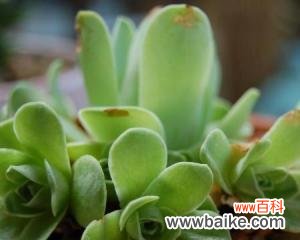 探索山地玫瑰的花语与意义 山地玫瑰花语