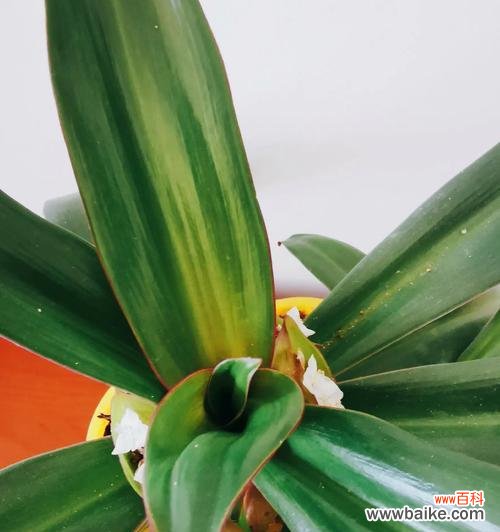 探秘万年青开花的象征意义和预示的吉祥兆头 万年青开花的寓意与兆头