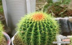 仙人球花的象征与寓意 仙人球花语