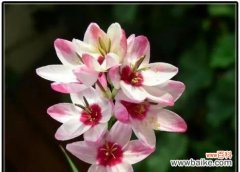 水百合的花语及其传达的意义 水百合的花语——纯洁与和平的象征