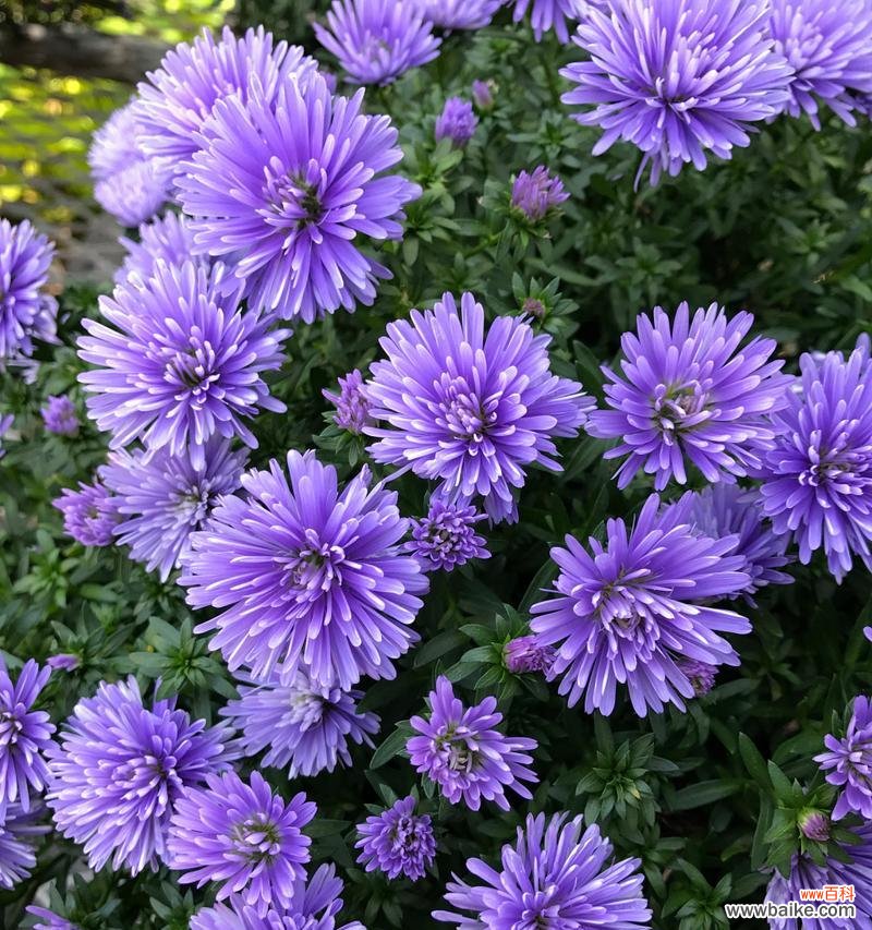 寓意纯洁与祝福的白色翠菊 白色翠菊的花语