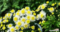 探寻白色雏菊的花语之美 白色雏菊花语