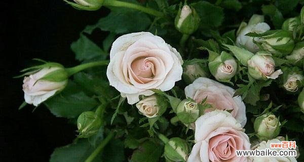 纯洁 白色蔷薇花的花语