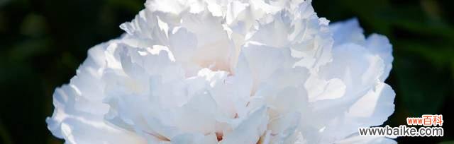 传承千年的美丽传说 白色牡丹花的寓意——纯洁高贵的象征