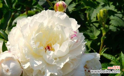 传承千年的美丽传说 白色牡丹花的寓意——纯洁高贵的象征