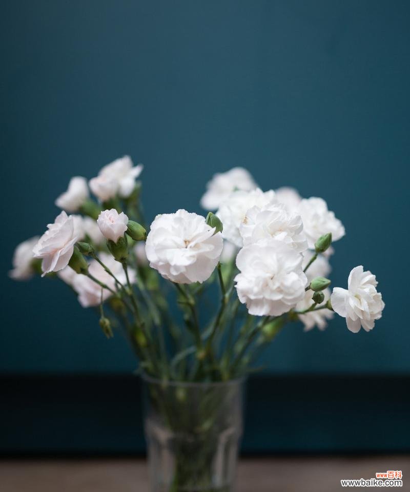 探究白色玫瑰背后的深刻寓意与传说 白色玫瑰花语