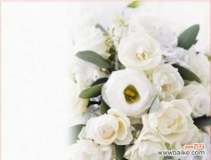 探究白色玫瑰背后的深刻寓意与传说 白色玫瑰花语