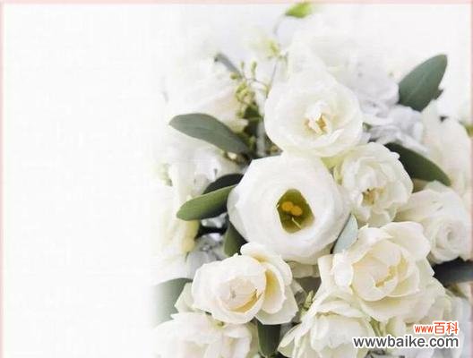 探究白色玫瑰背后的深刻寓意与传说 白色玫瑰花语