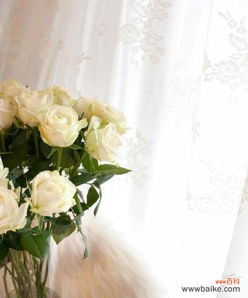 探究白色玫瑰背后的深刻寓意与传说 白色玫瑰花语