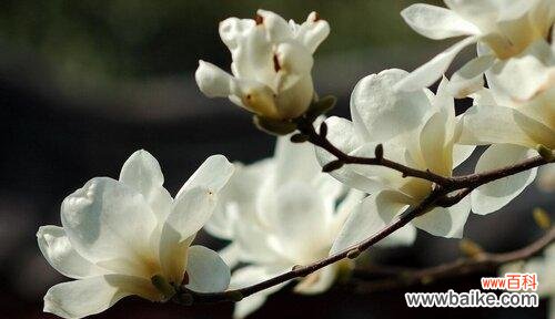 探索花开花落间的情感与生命 白玉兰花语的意义与象征