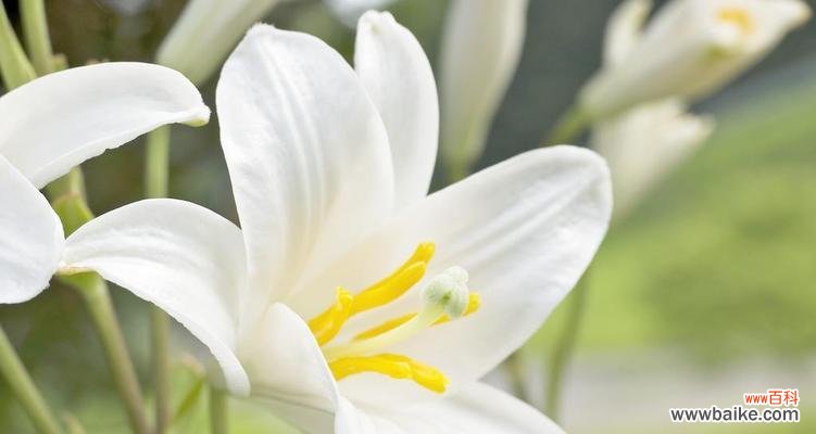 探索百合花的深刻寓意与美丽花语 百合花的花语与意义