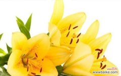 探索百合花的深刻寓意与美丽花语 百合花的花语与意义