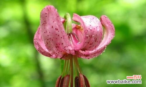 探索百合花的深刻寓意与美丽花语 百合花的花语与意义