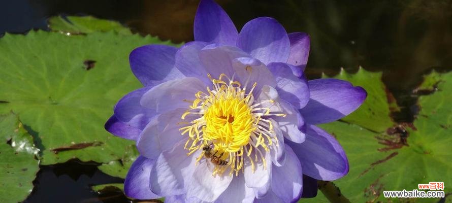 揭示自然之美 蓝莲花