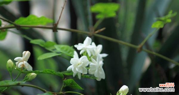 盛夏之美 夏日清凉植物盛宴