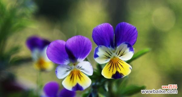 盛夏之美 夏日清凉植物盛宴
