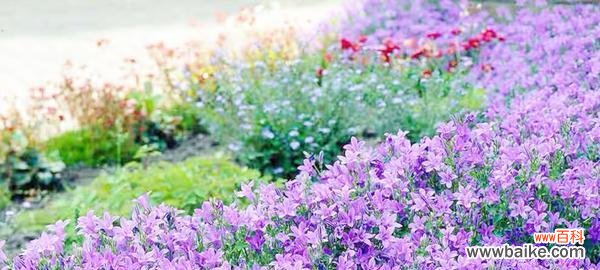 紫色风铃花的美丽和神秘之谜 紫色风铃花的象征意义及传说故事