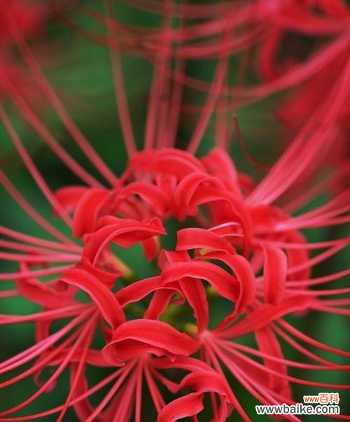 揭示彼岸花的神秘与美丽 彼岸花的含义与寓意