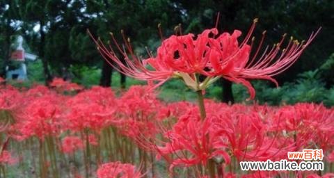 盛开的红花与深情的告别 彼岸花