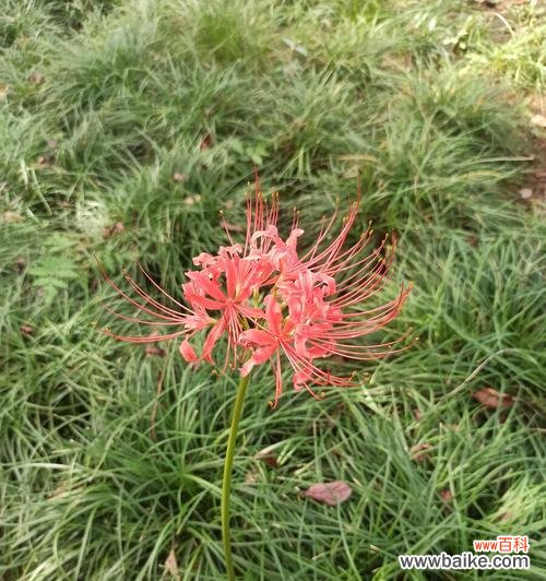 盛开的红花与深情的告别 彼岸花