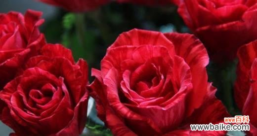 不同颜色的玫瑰花所代表的情感和含义 玫瑰花的花语